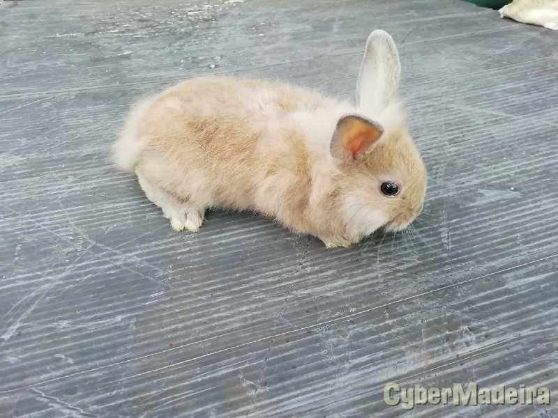 Coelhos Anões