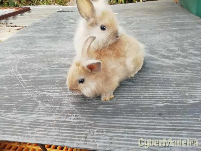 Coelhos Anões