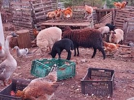 Vendo casal de ovelhas, macho com 7 meses, fêmea 6 meses, ambos pretos