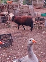 Vendo casal de ovelhas, macho com 7 meses, fêmea 6 meses, ambos pretos