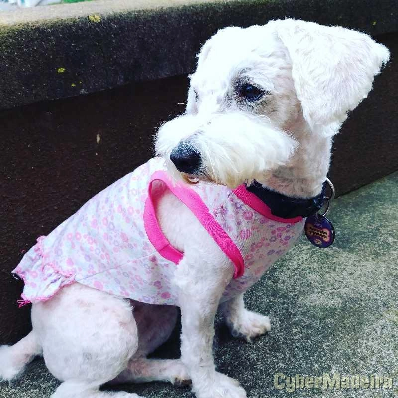 Cuidar cães, pet sitting, hotel cães. Outros