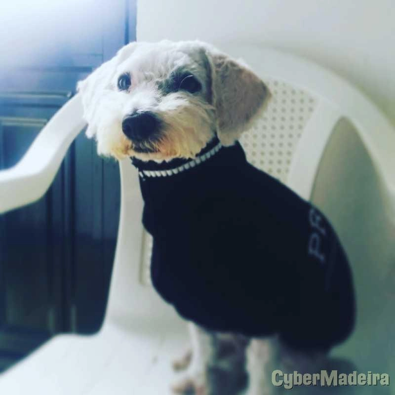 Cuidar cães, pet sitting, hotel cães. Outros