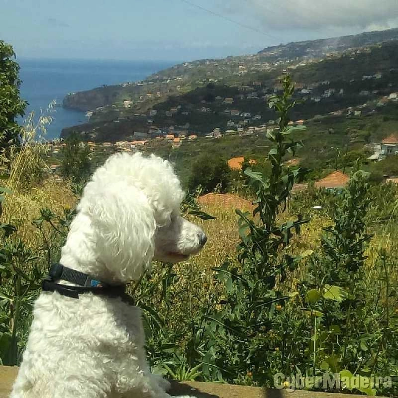 Cuidar cães, pet sitting, hotel cães. Outros