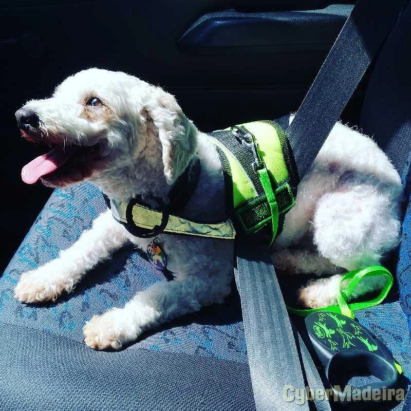 Cuidar cães, pet sitting, hotel cães. Outros