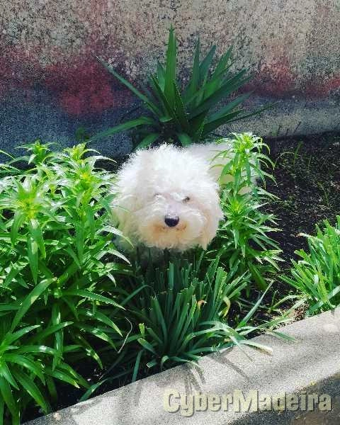 Cuidar cães, pet sitting, hotel cães. Outros