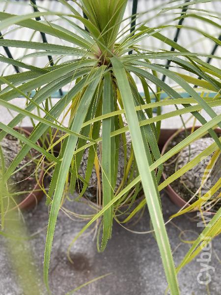 Pe de Elefante - Beaucarnea 'recurvata' - Altura 60-70cm