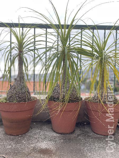 Pe de Elefante - Beaucarnea 'recurvata' - Altura 60-70cm
