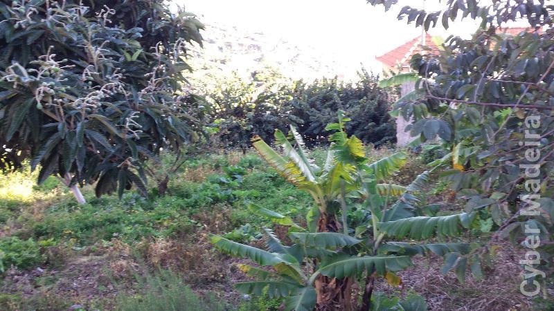 Moradia T2 para Venda Estreito da Calheta, Estrela