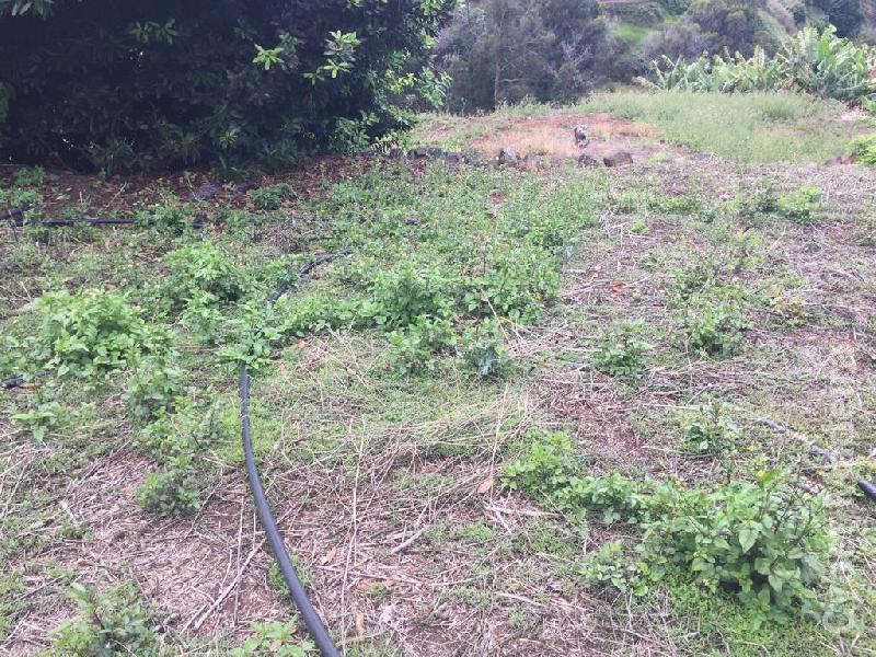Terreno T0 para Venda Canhas, Centro