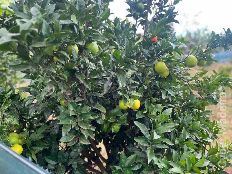 Terreno T0 para Venda Canhas, Centro