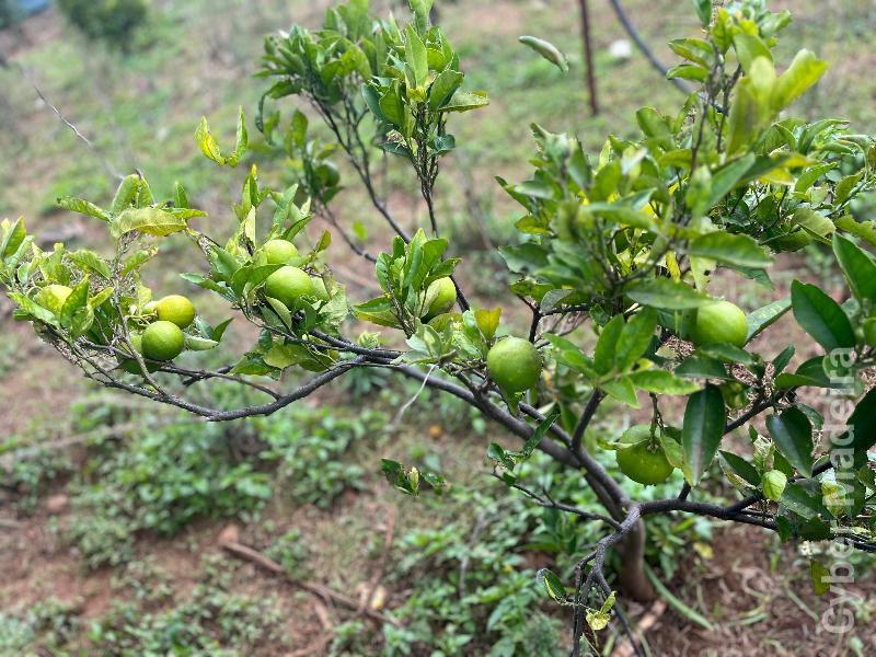 Terreno T0 para Venda Canhas, Centro