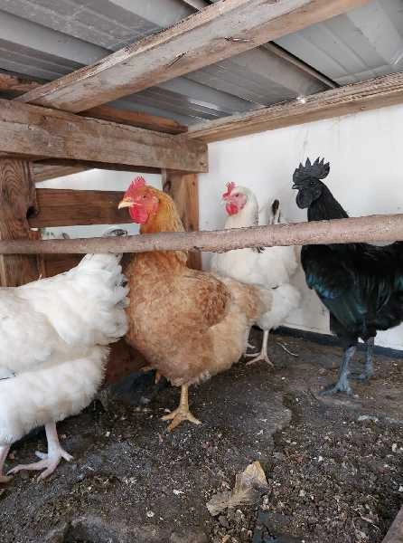Galinhas de raça