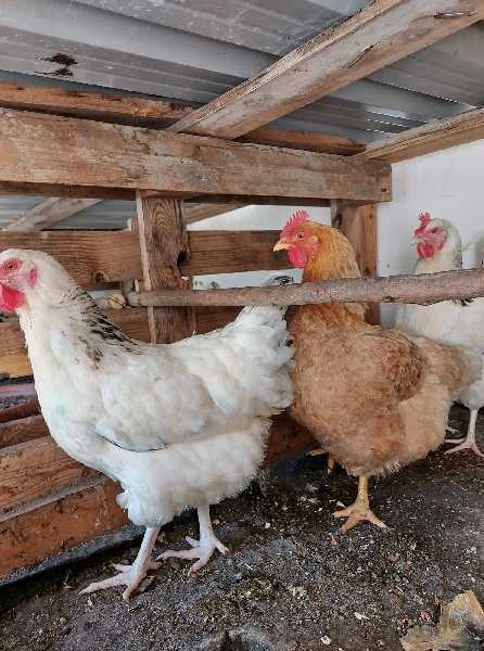 Galinhas de raça