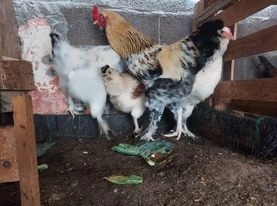 Galinhas raça Ameraucana