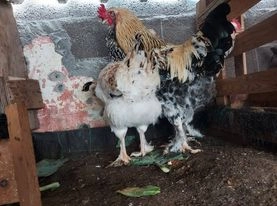 Galinhas raça Ameraucana