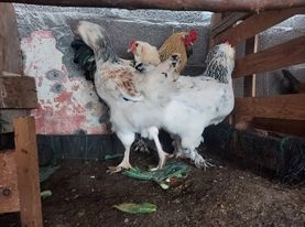 Galinhas raça Ameraucana