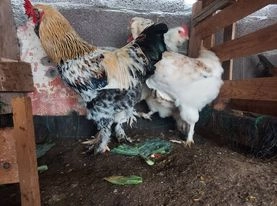 Galinhas raça Ameraucana