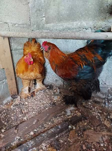 Galos brahmas