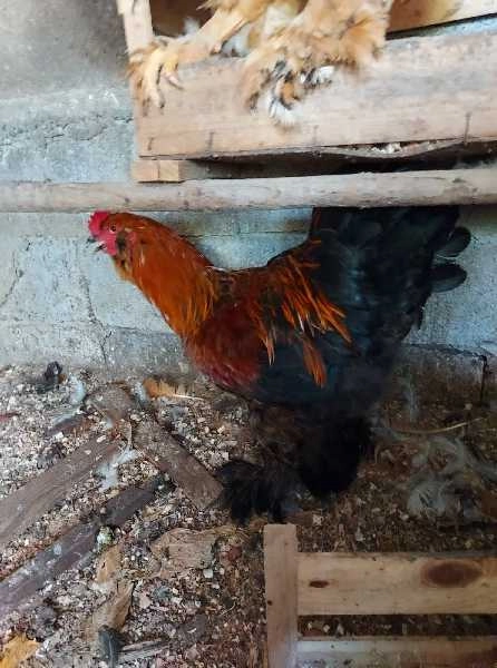 Galos brahmas