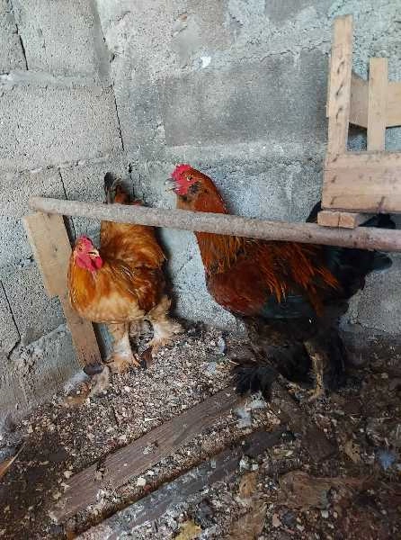 Galos brahmas