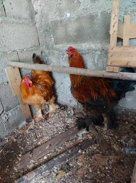 Galos brahmas