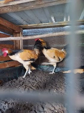 Galos de raça