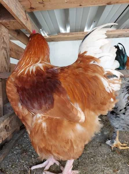 Galos  novos da raça Orpington