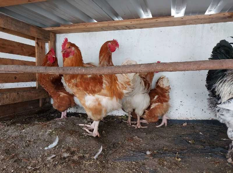 Galos  novos da raça Orpington