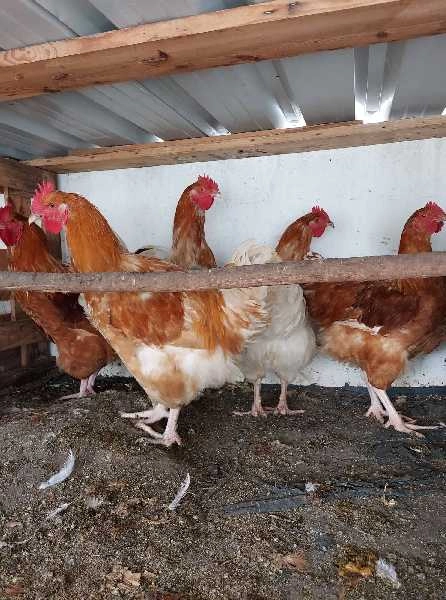 Galos  novos da raça Orpington