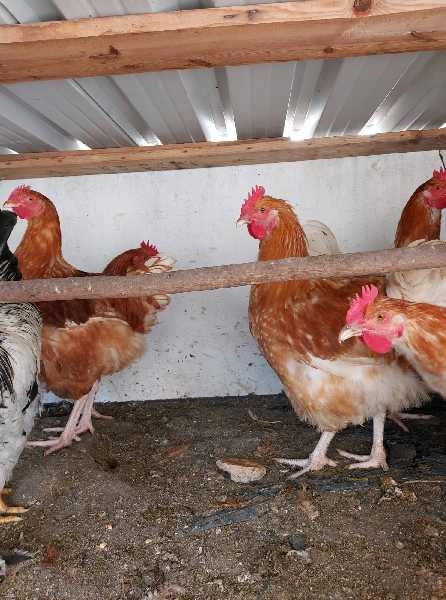 Galos  novos da raça Orpington