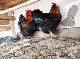Galos raça Orpington