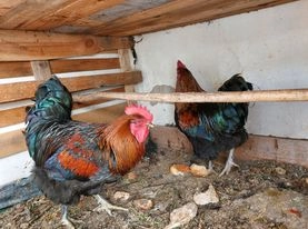 Galos raça Orpington