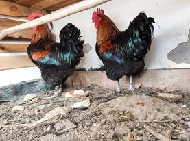 Galos raça Orpington