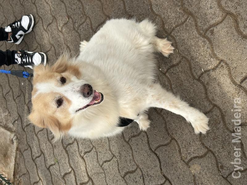 Fêmea esterilizada  Golden Retriever