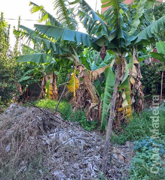 Terreno T2 para Venda São Martinho, Arieiro