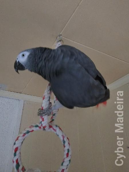 Papagaio cinzento macho Papagaio