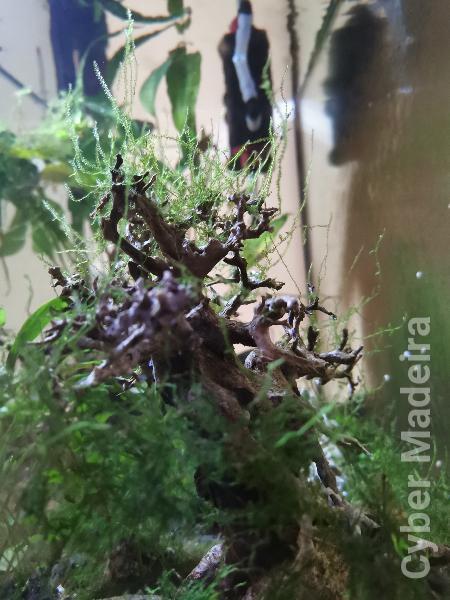 Vendo plantas e troncos naturais.