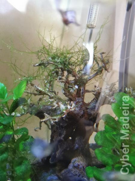 Vendo plantas e troncos naturais.