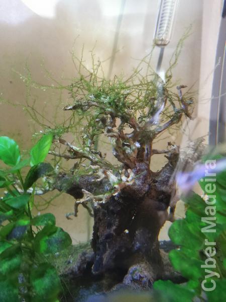 Vendo plantas e troncos naturais.