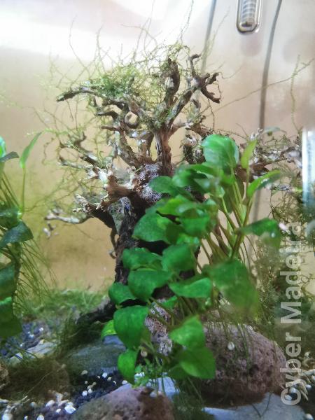 Vendo plantas e troncos naturais.