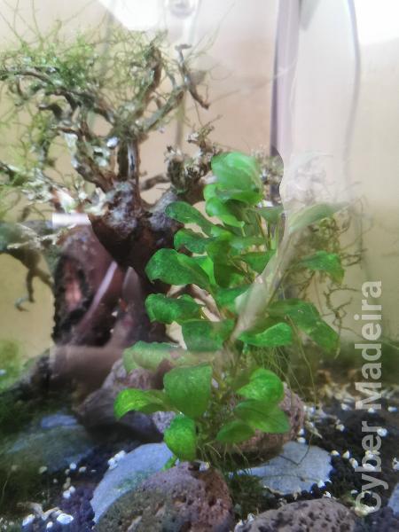 Vendo plantas e troncos naturais.