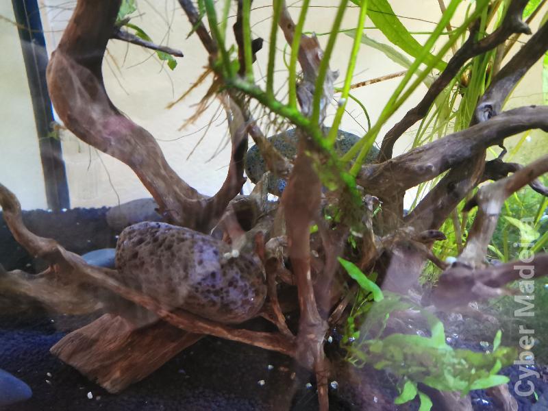 Vendo plantas e troncos naturais.