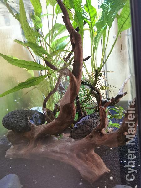 Vendo plantas e troncos naturais.