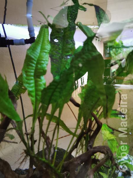 Vendo plantas e troncos naturais.