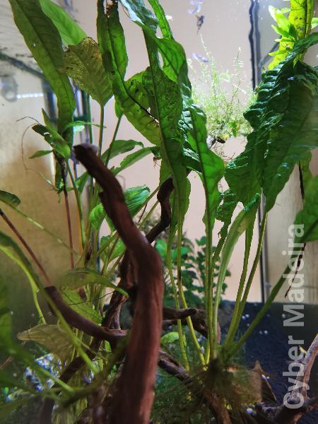 Vendo plantas e troncos naturais.