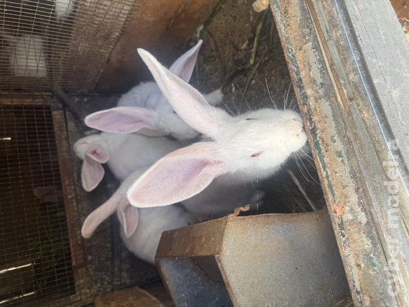 Coelhos californianos cruzado com Nova Zelândia 