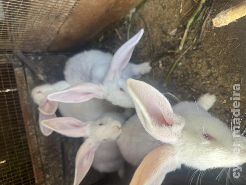 Coelhos californianos cruzado com Nova Zelândia 