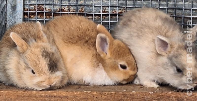 Coelhos Anões