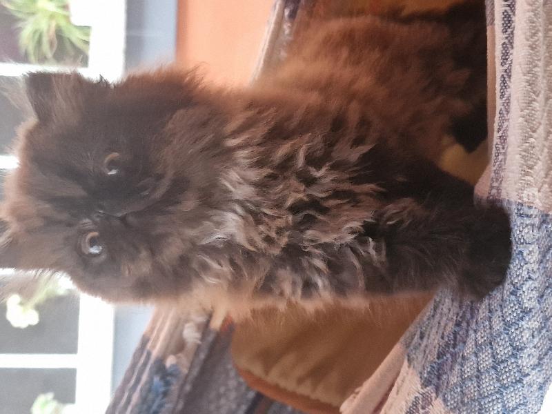Gatos Persa 