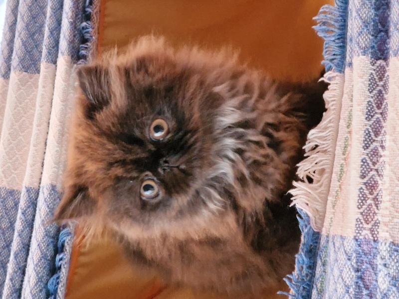 Gatos Persa 